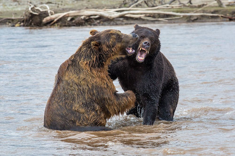 Чьи в реки рыбы?