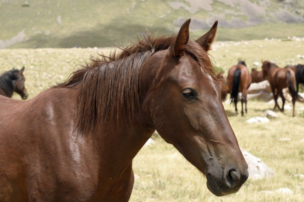 На вольном выгуле