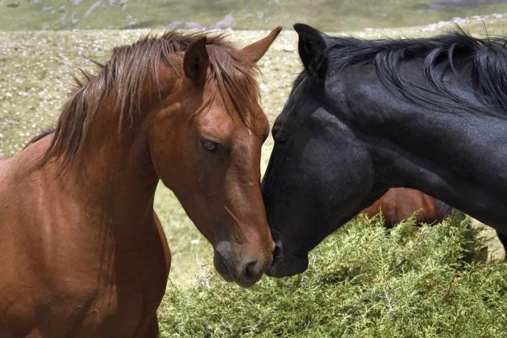 На вольном выгуле