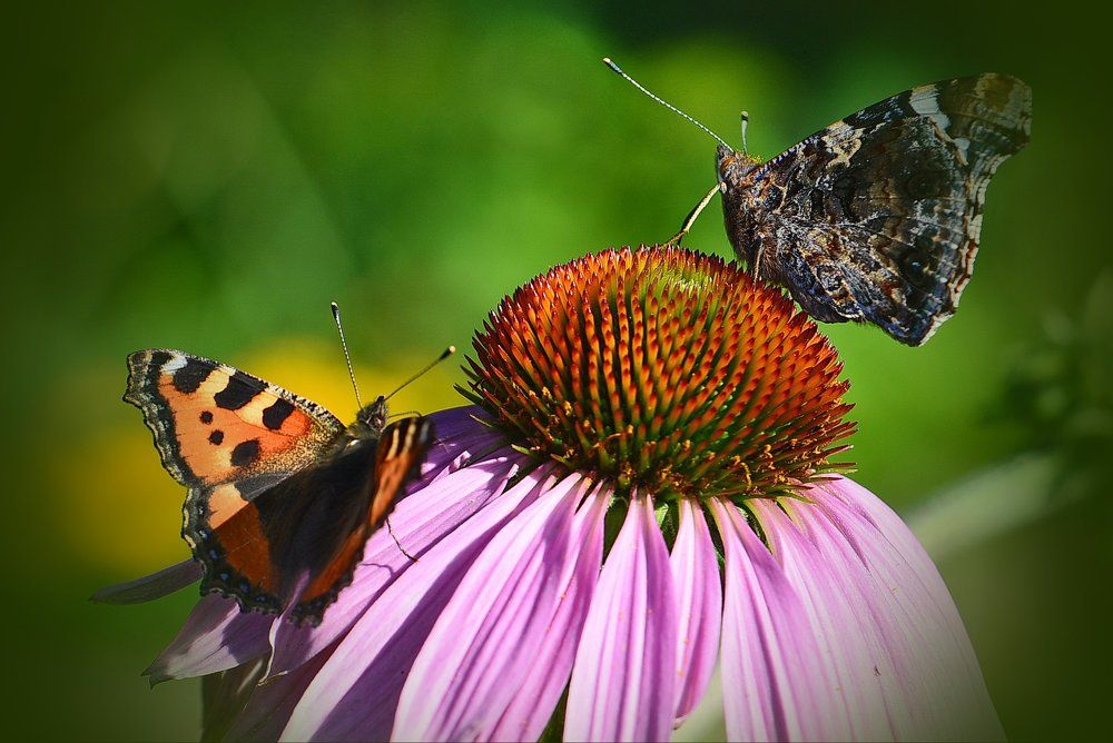 Две грации.