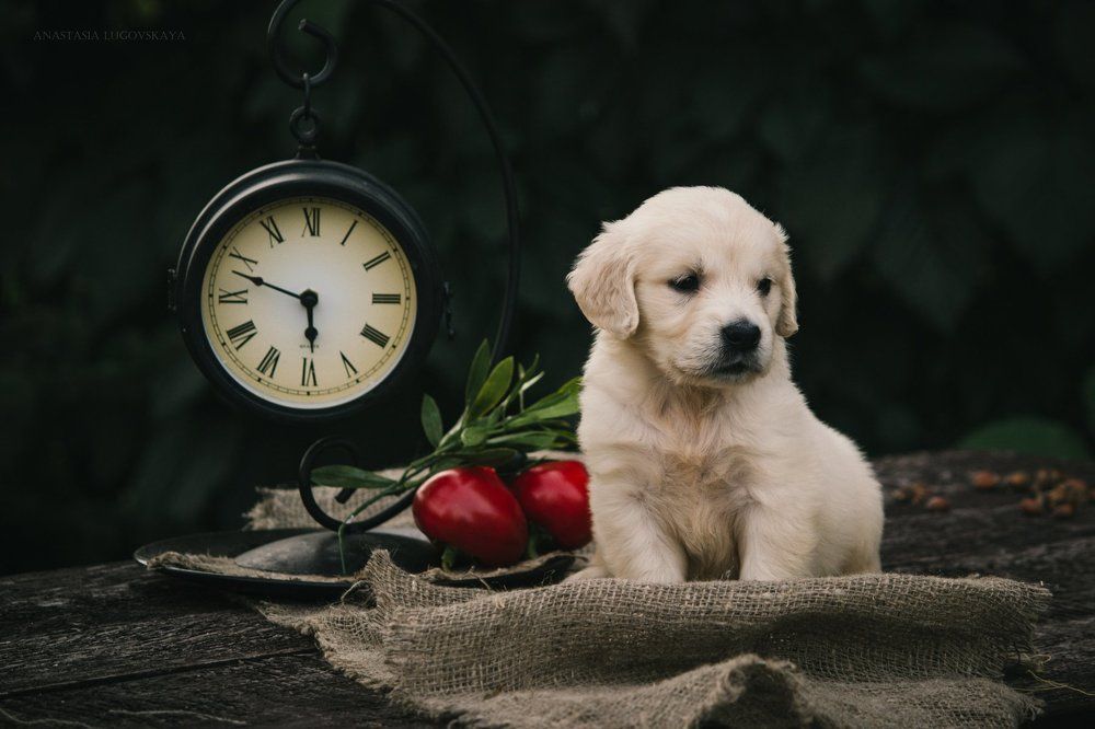 Photograph by Луговская Анастасия