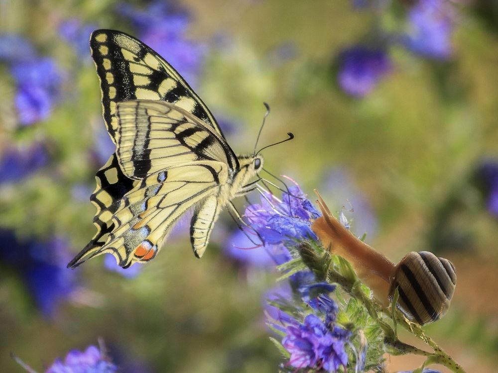 Тяга к прекрасному