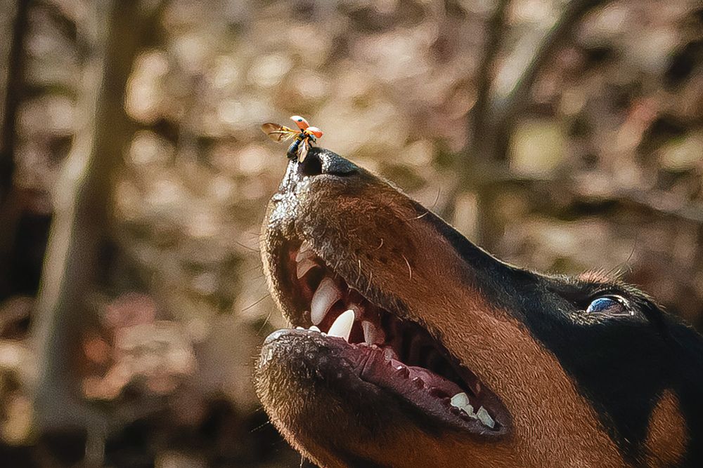 божья коровка