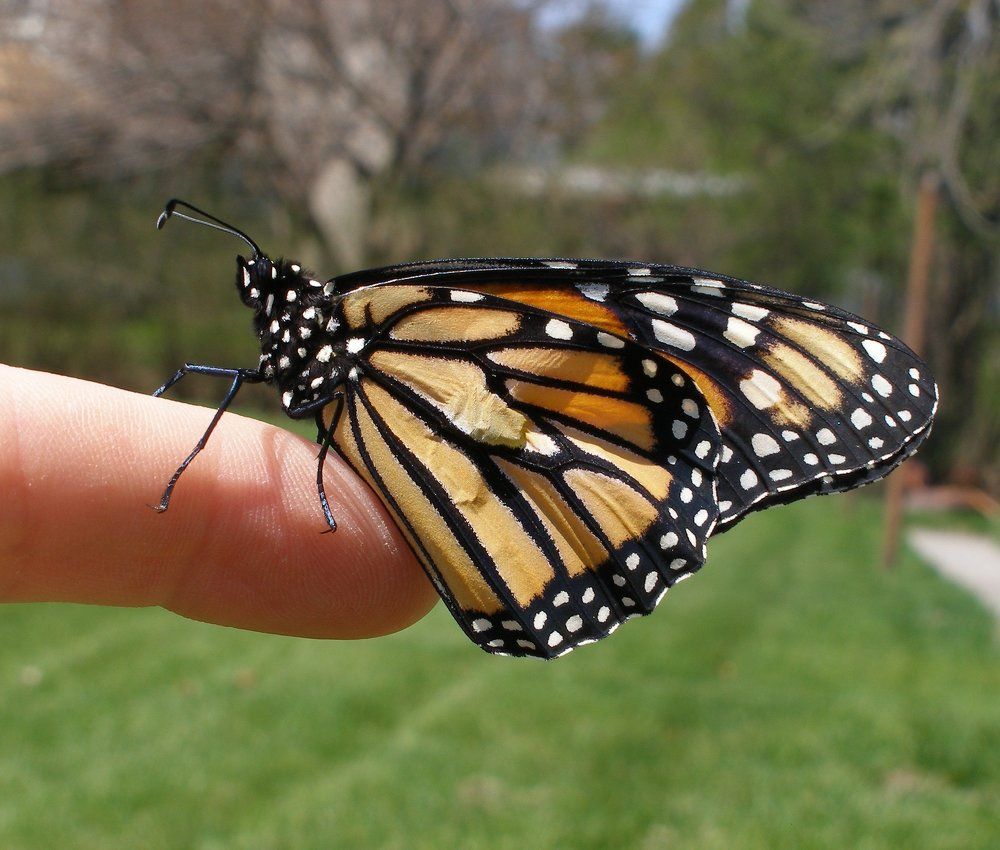 Экзотическая бабочка