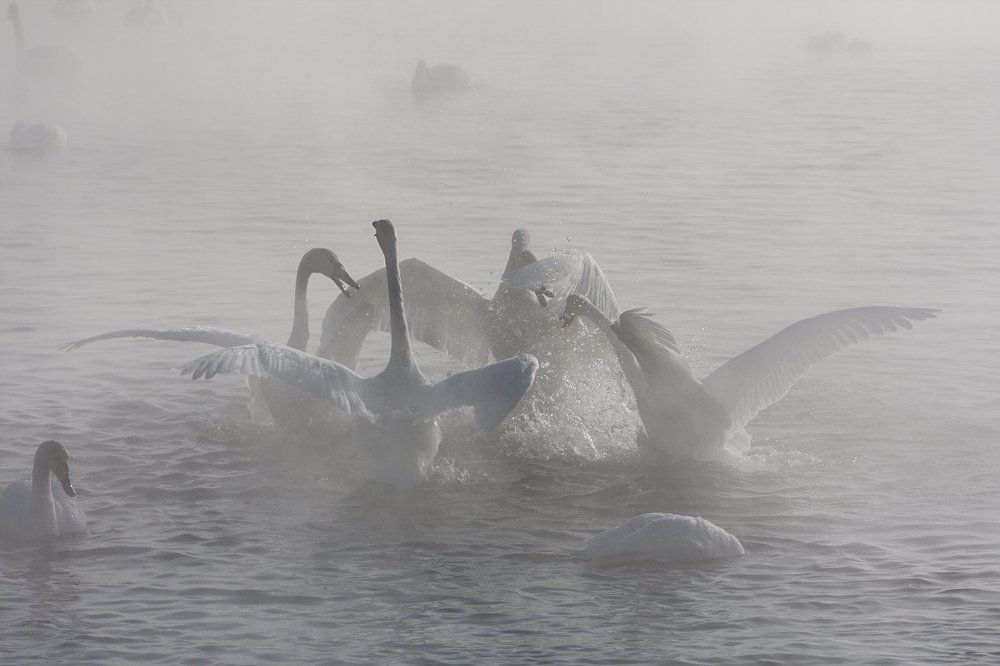 Лебедь-Кликун