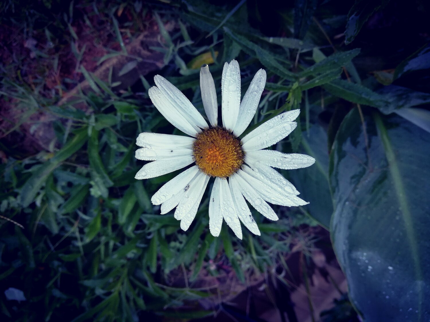 A beautiful flower