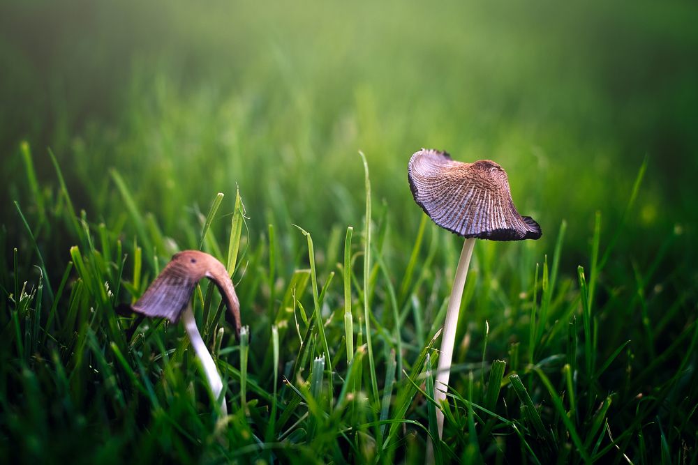 Mushrooms