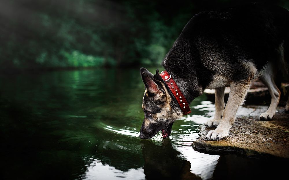 Когда в душе живет волк