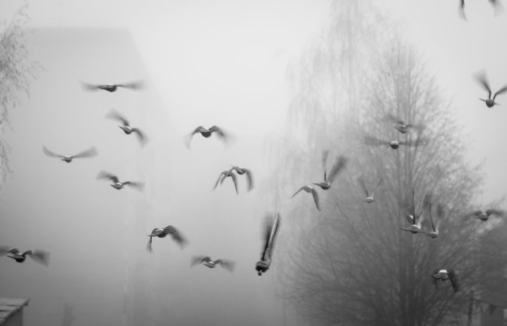 осень в тумане