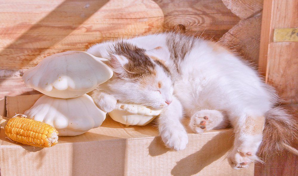 На осеннем солнышке