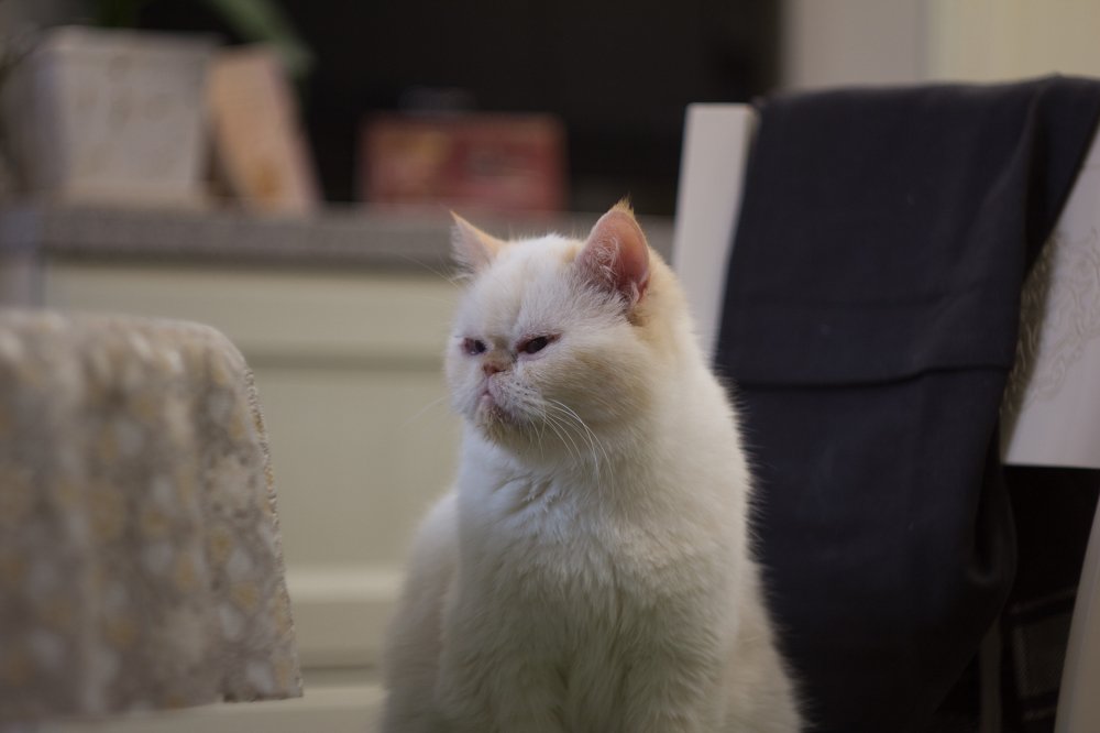 Кошка по кличке "Тюфик"