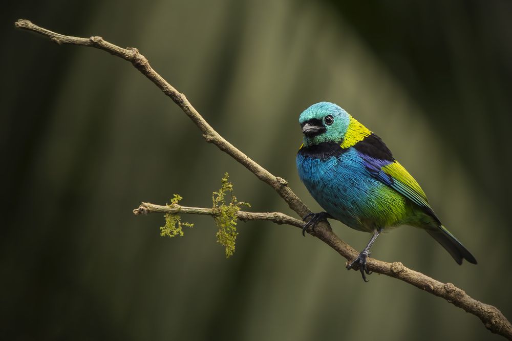 Green-headed Tanager