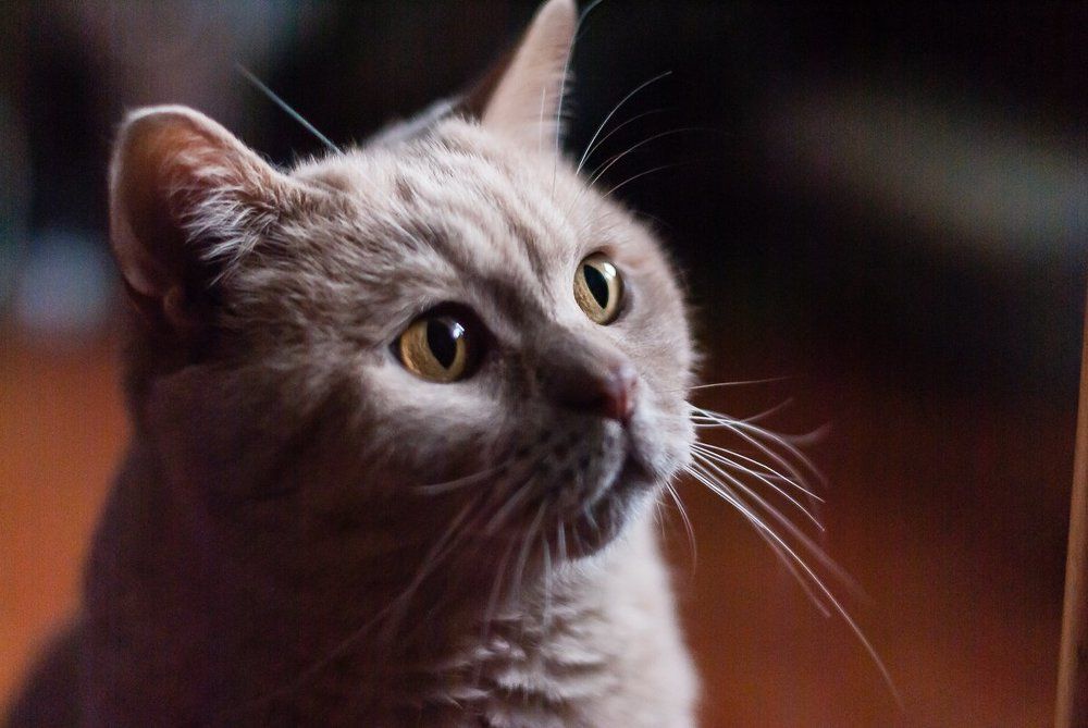 Photograph by Елена Клейменова