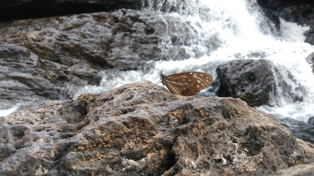 BUTTERFLY READY TO FLY