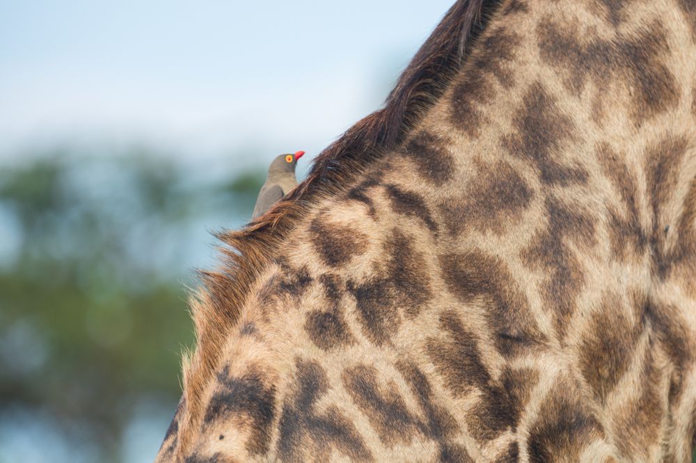 It will be a long way up