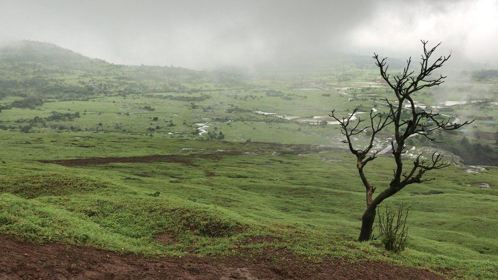 Foggy Landscape