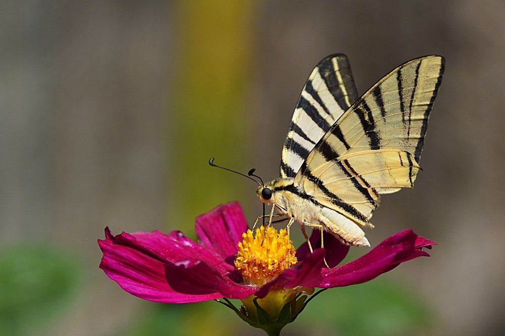 a butterfly in the summer