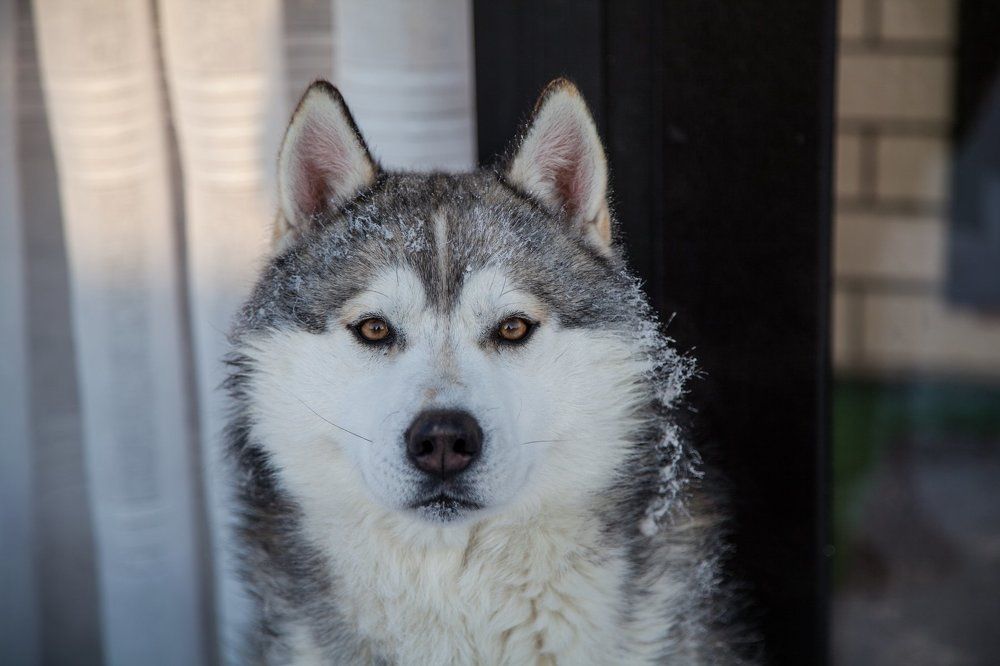 Сибирский хаски