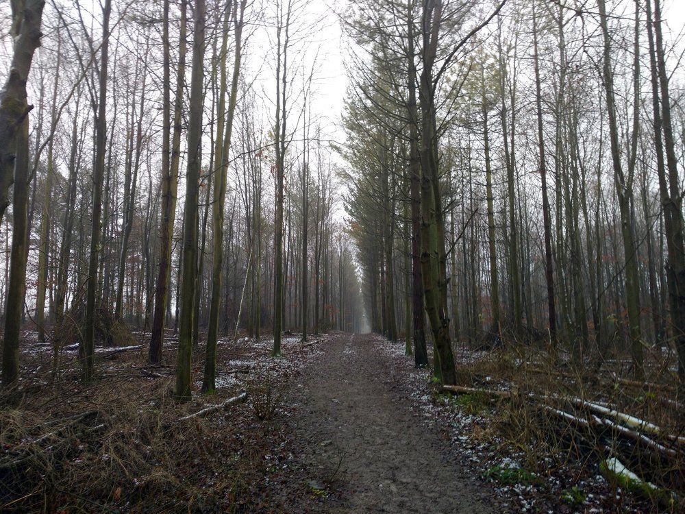 Road in Forest
