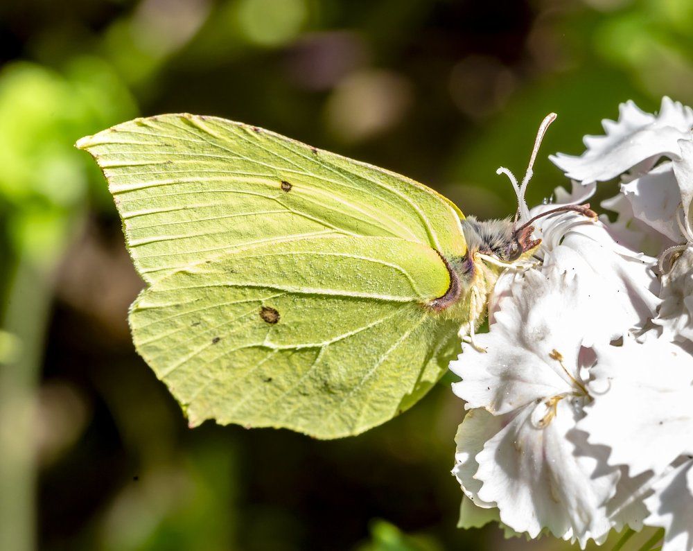 Крушинница