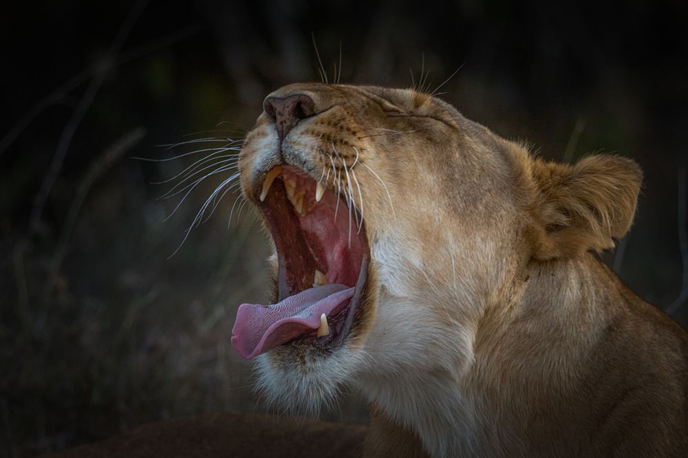 Зевающая львица.