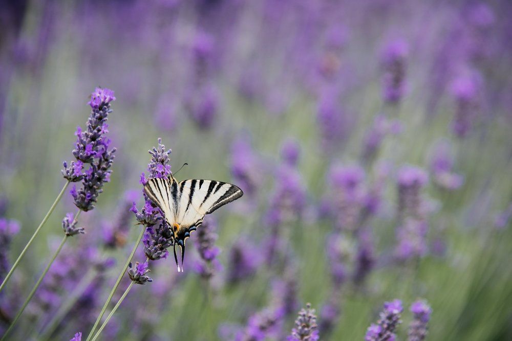 Бабочка на лавандовых полях