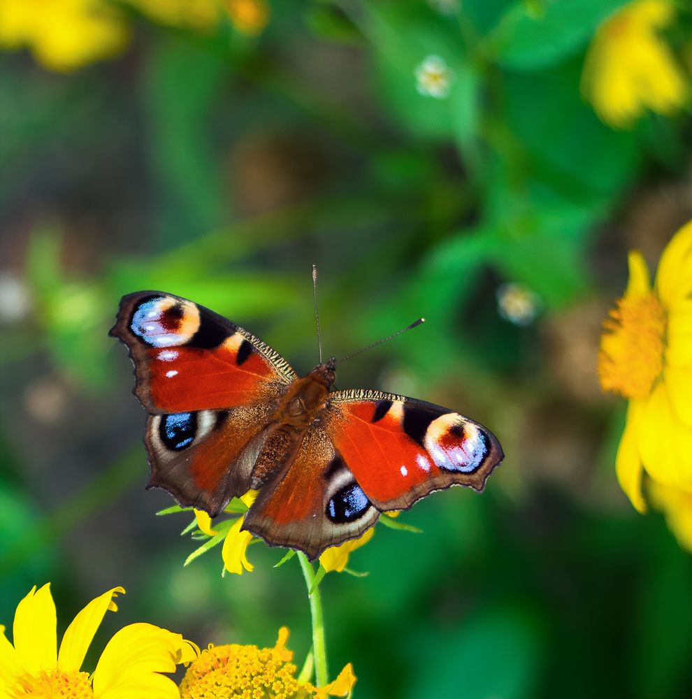 Photograph by Никанорова Ольга