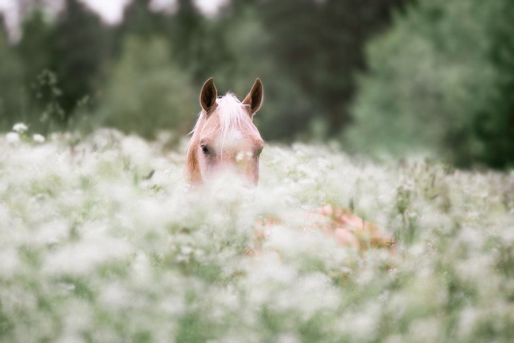 В облаке цветов