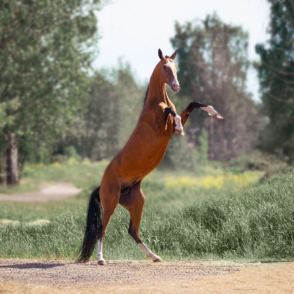 Грация чистокровного ахалтекинца