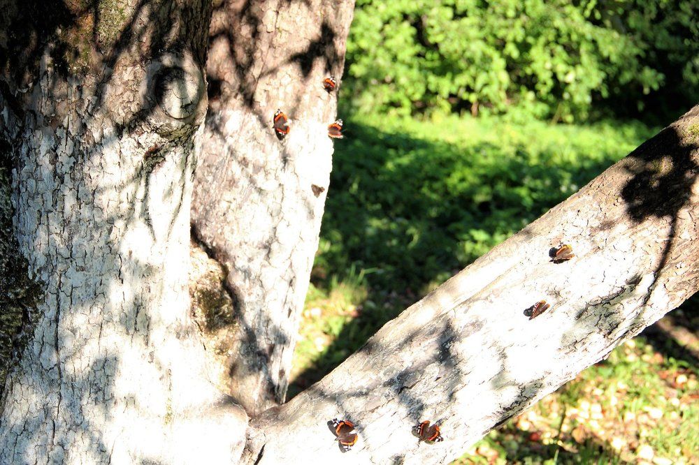 Волшебная яблоня