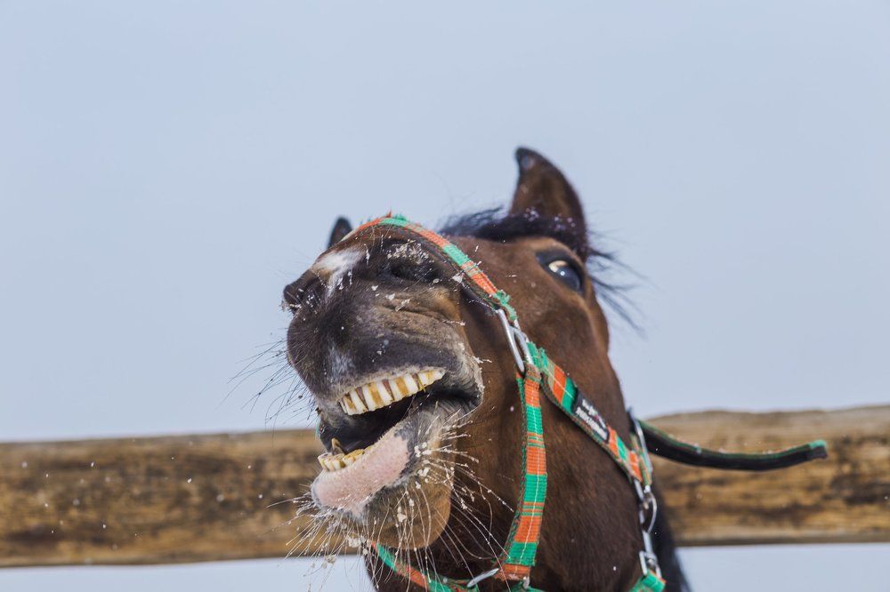 Фотография автора Оркина Ксения