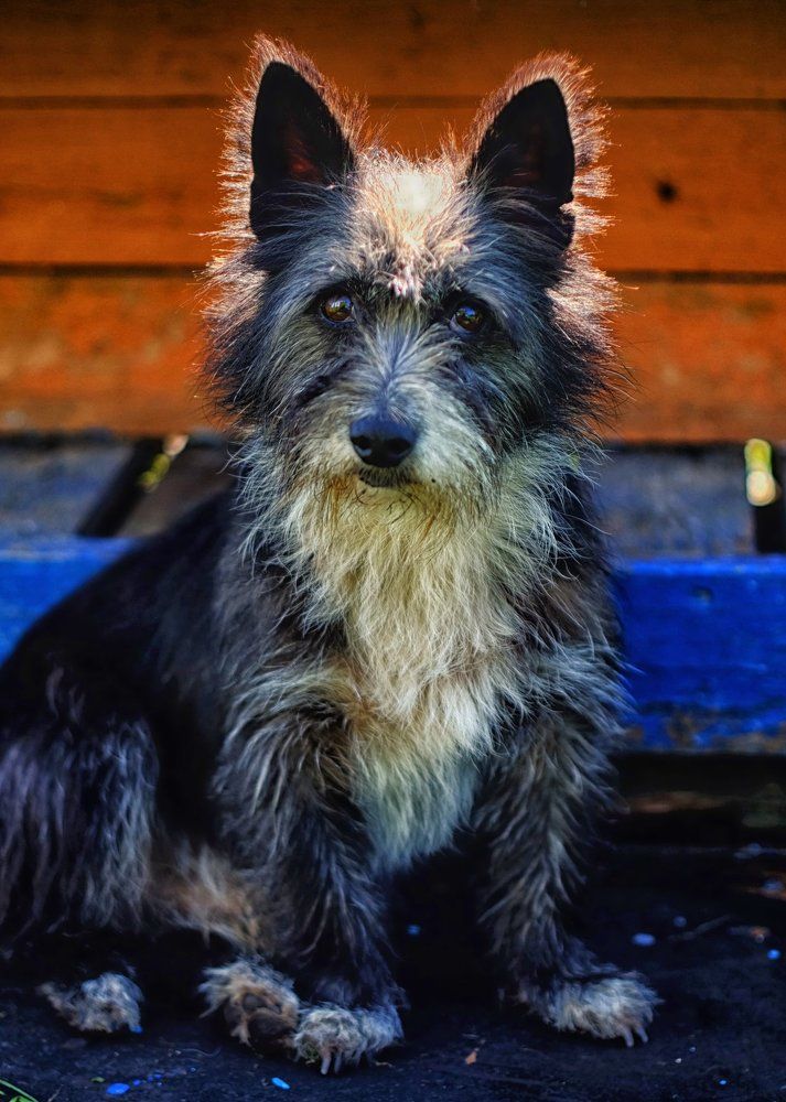 Жил был пес