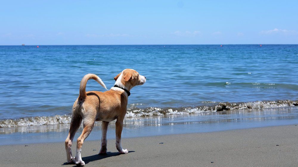 нос по ветру