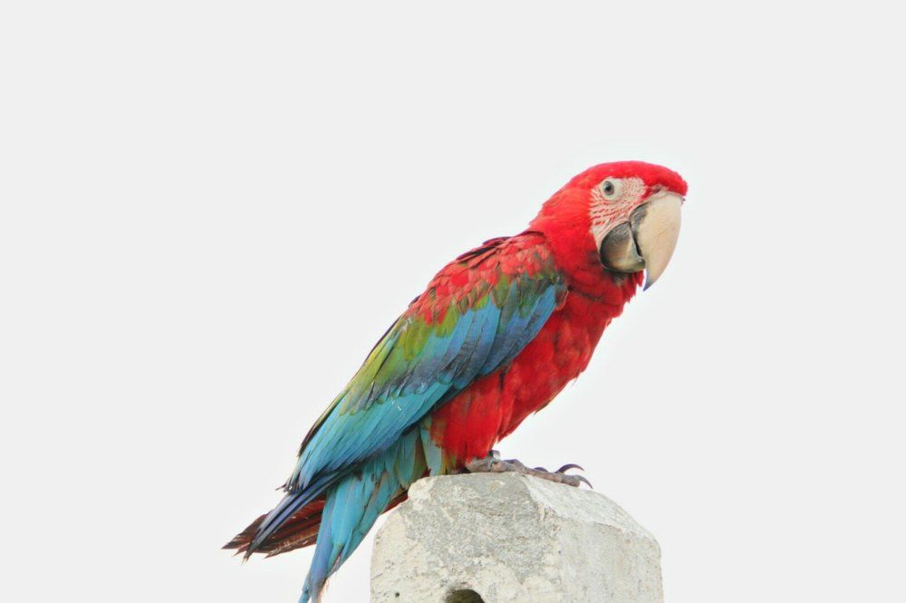 Macaw Parrot