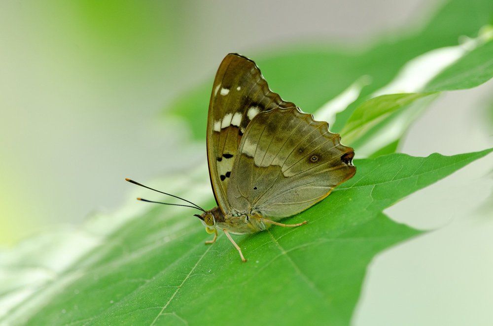 переливница тополёвая