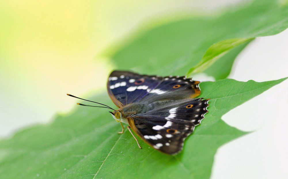 переливница тополёвая
