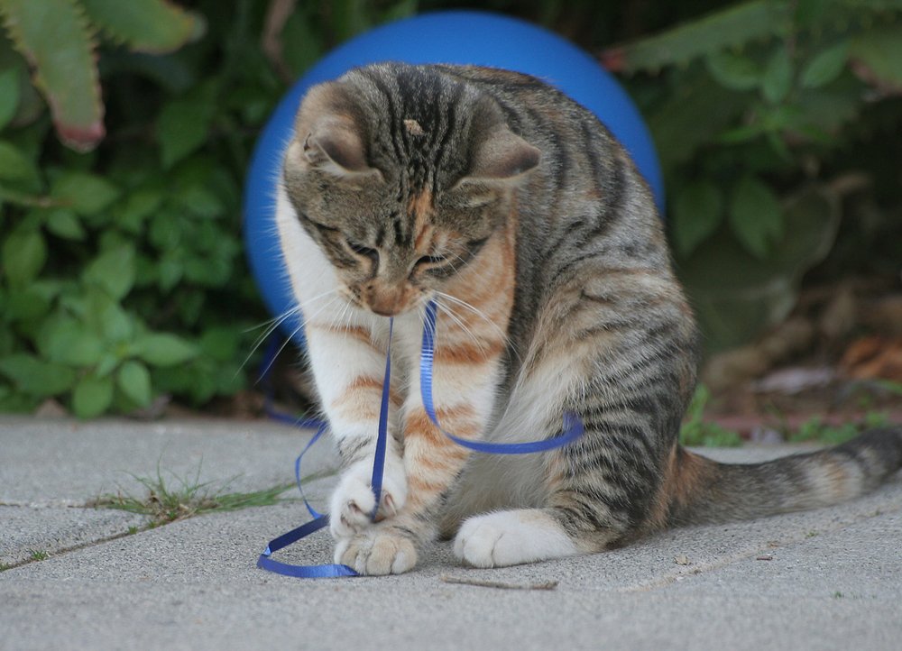 кошка с воздушным шаром 1