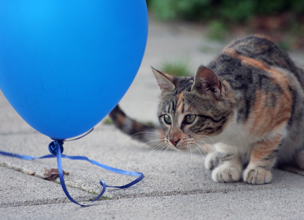 кошка с воздушным шаром 2