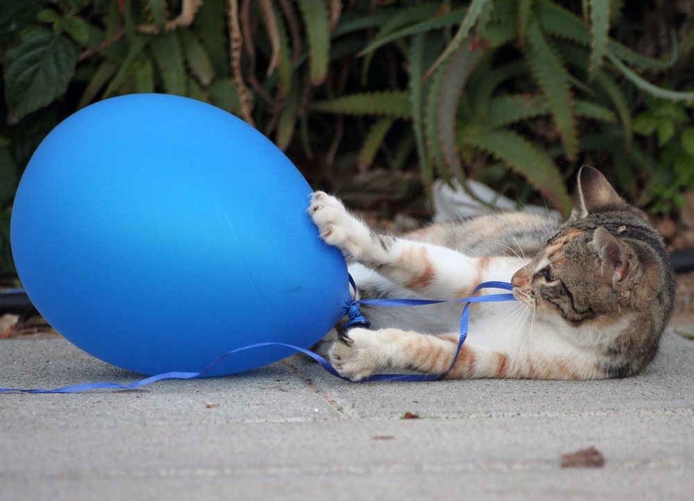 кошка с воздушным шаром 3