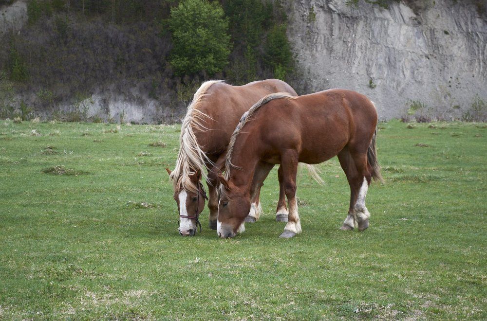Лошади на пастбище