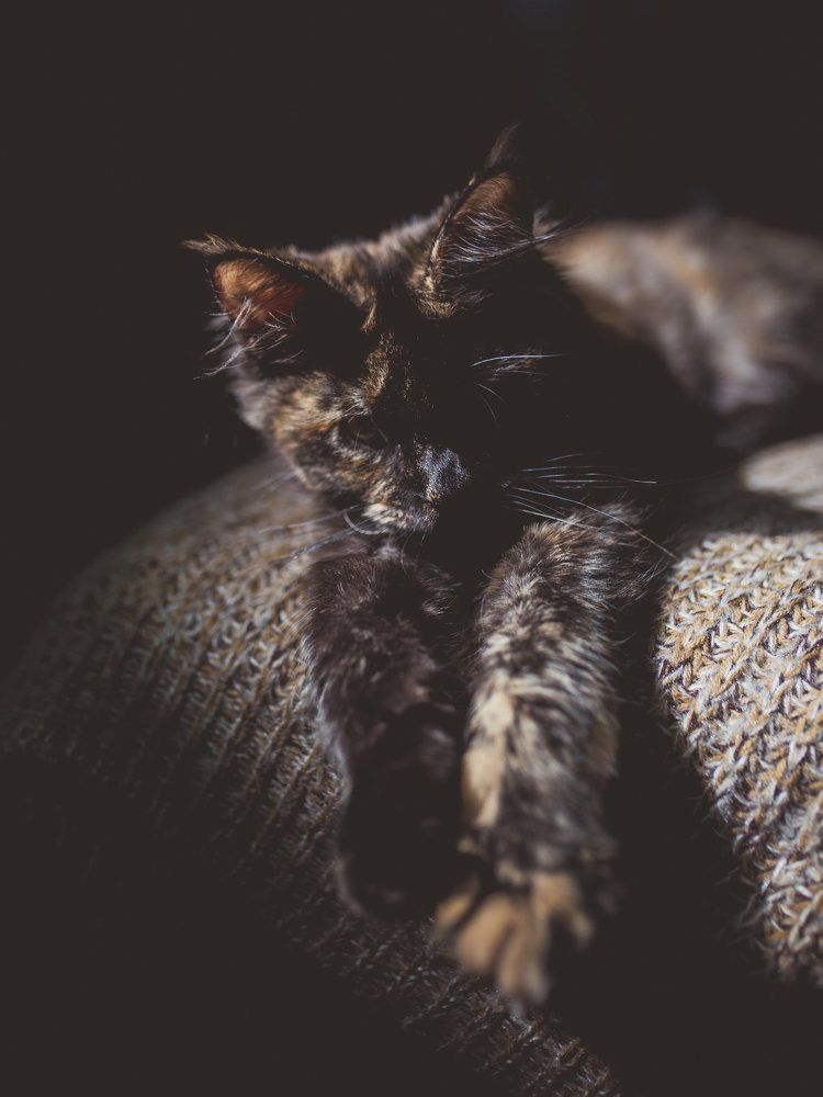 Длинный котэ