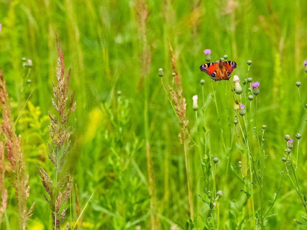 Лето уходит, но зато как красиво!