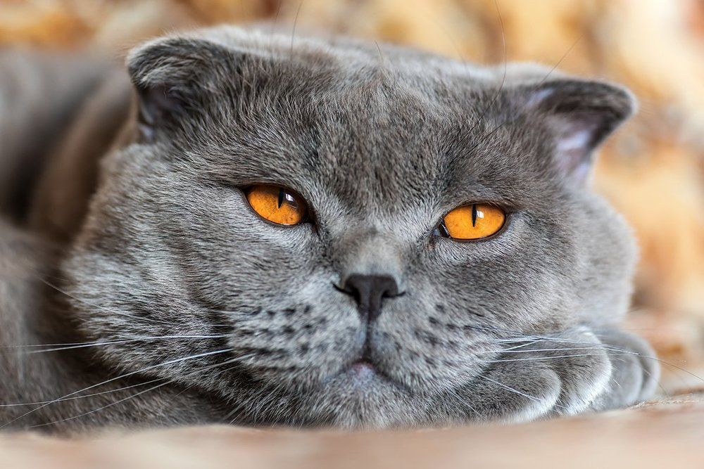 Вселенская грусть ...