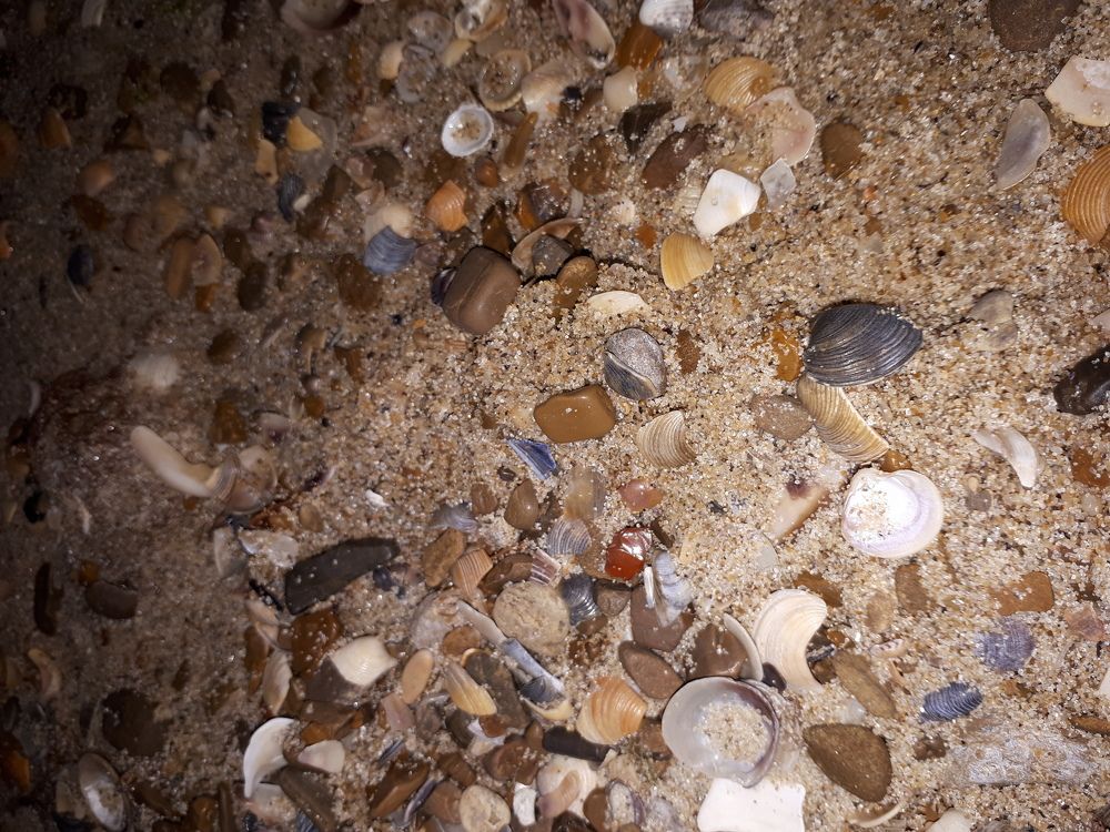 Золото моря.