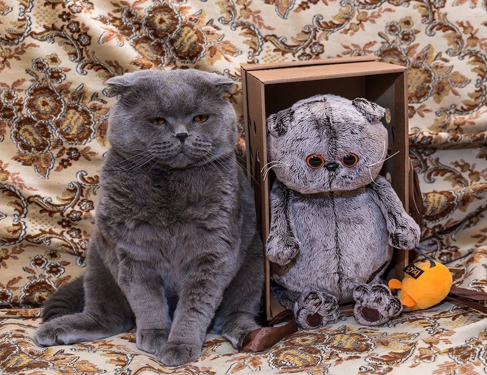 Приехал родственник из деревни ....