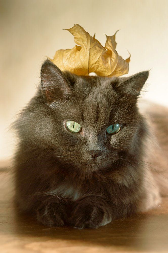 Осенняя королева