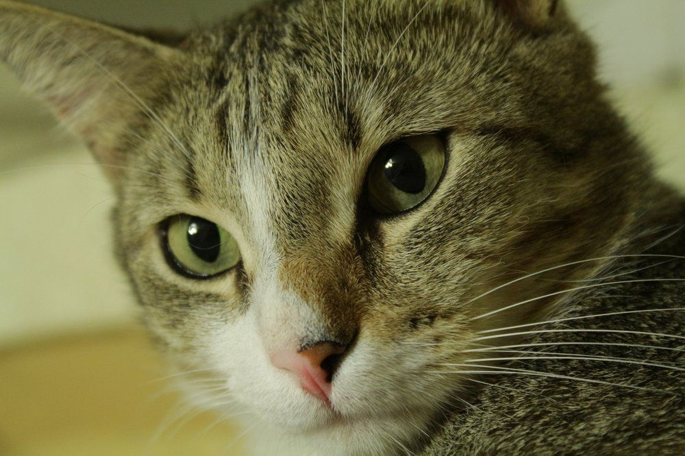 Филимон Потапыч