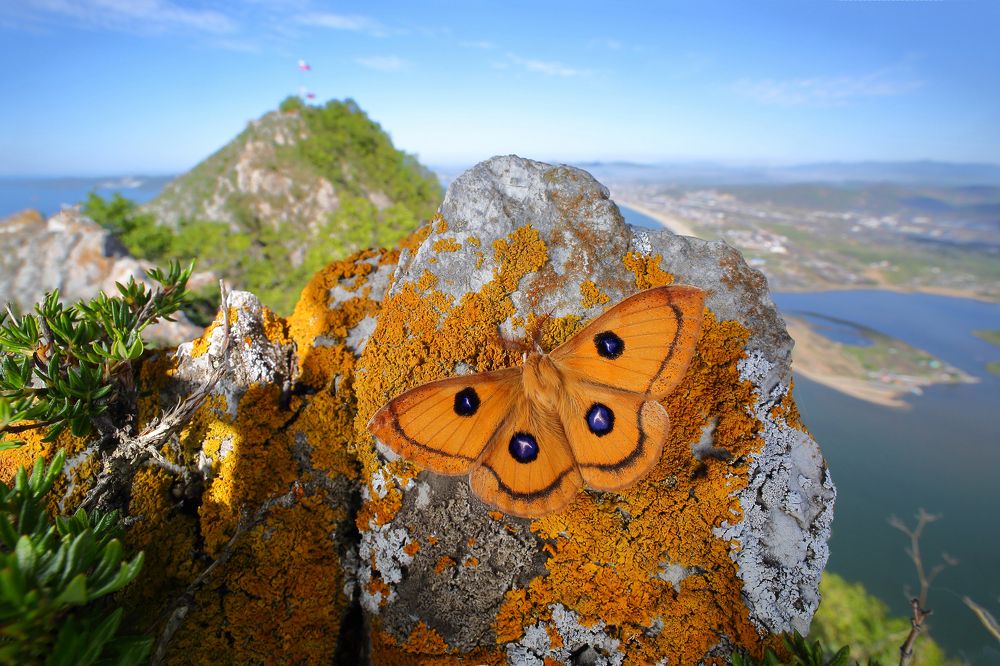Лишайник с глазами