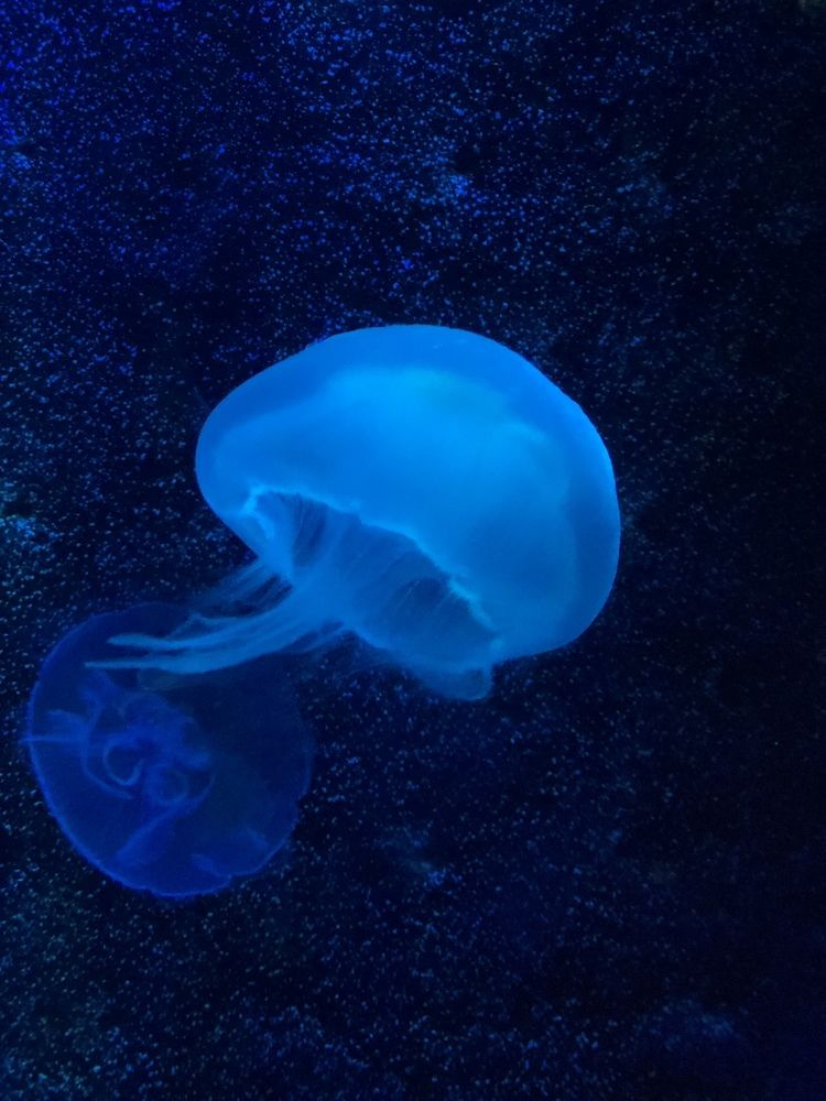 Jellyfish
