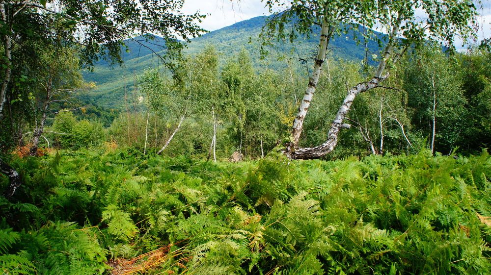 Photograph by Стеценко Александр